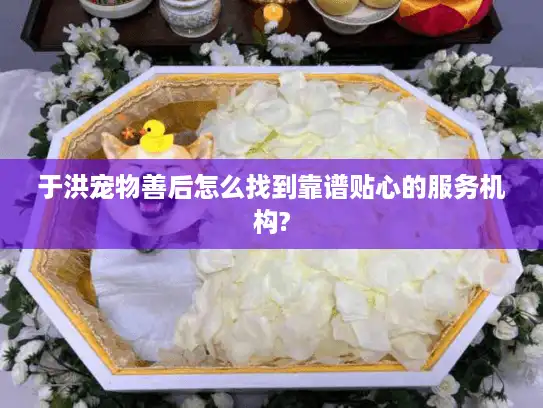 于洪宠物善后怎么找到靠谱贴心的服务机构?