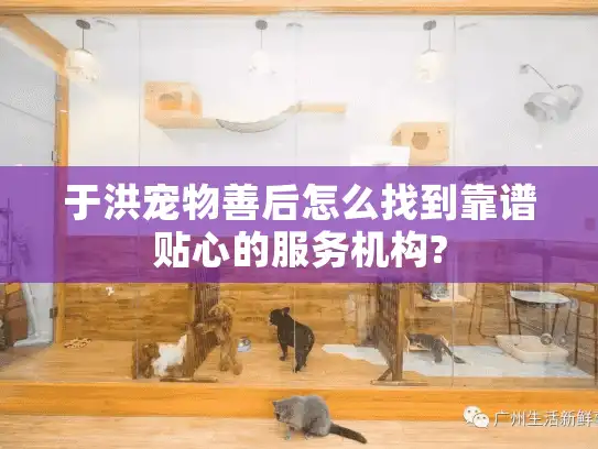 于洪宠物善后怎么找到靠谱贴心的服务机构?