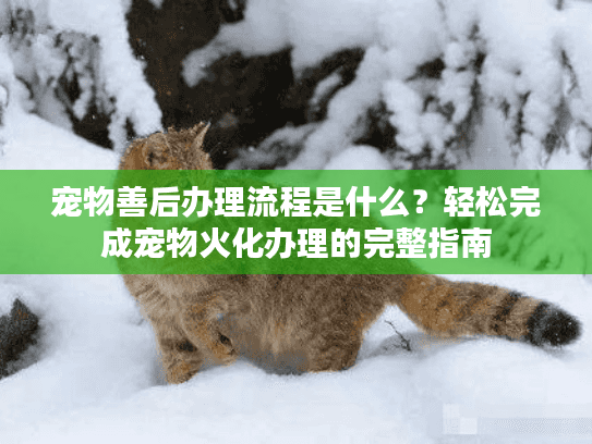 宠物善后办理流程是什么？轻松完成宠物火化办理的完整指南