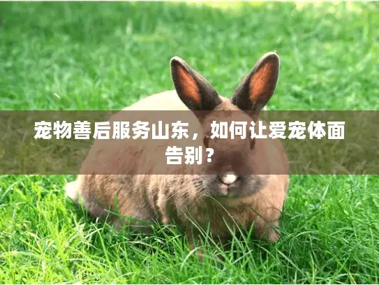 宠物善后服务山东，如何让爱宠体面告别？