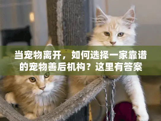 当宠物离开,如何选择一家靠谱的宠物善后机构?这里有答案 当宠物离开,如何选择一家靠谱的宠物善后机构?这里有答案