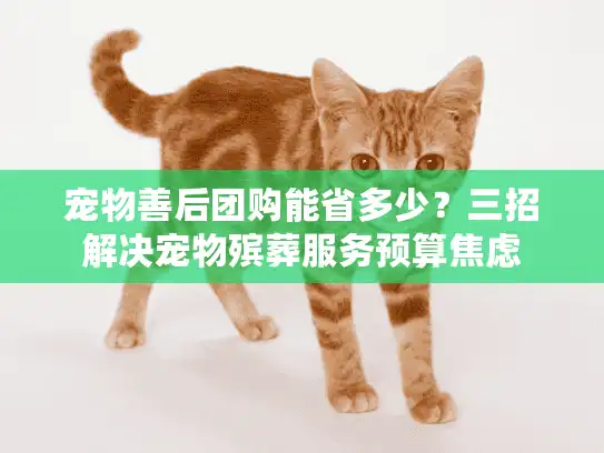 宠物善后团购能省多少?三招解决宠物殡葬服务预算焦虑 宠物善后团购能省多少?三招解决宠物殡葬服务预算焦虑