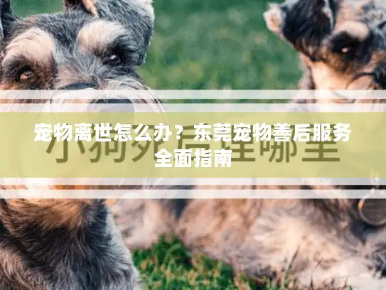 宠物离世怎么办？东莞宠物善后服务全面指南