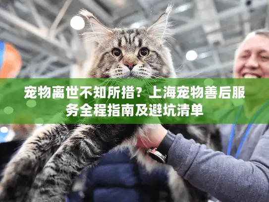 宠物离世不知所措？上海宠物善后服务全程指南及避坑清单