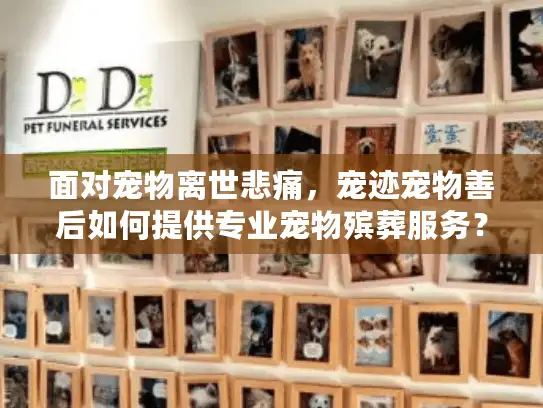 面对宠物离世悲痛，宠迹宠物善后如何提供专业宠物殡葬服务？