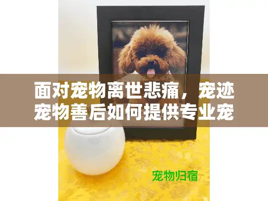 面对宠物离世悲痛，宠迹宠物善后如何提供专业宠物殡葬服务？