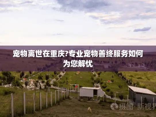 宠物离世在重庆?专业宠物善终服务如何为您解忧