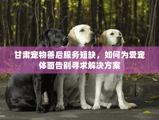 甘肃宠物善后服务短缺，如何为爱宠体面告别寻求解决方案