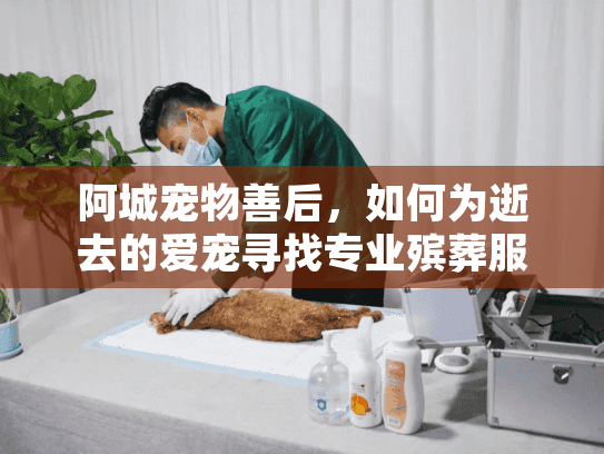 阿城宠物善后,如何为逝去的爱宠寻找专业殡葬服务? 阿城宠物善后,如何为逝去的爱宠寻找专业殡葬服务?
