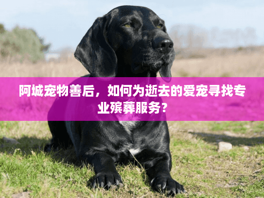阿城宠物善后,如何为逝去的爱宠寻找专业殡葬服务? 阿城宠物善后,如何为逝去的爱宠寻找专业殡葬服务?