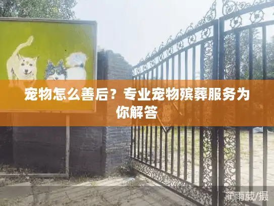 宠物怎么善后？专业宠物殡葬服务为你解答