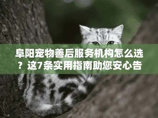 阜阳宠物善后服务机构怎么选？这7条实用指南助您安心告别