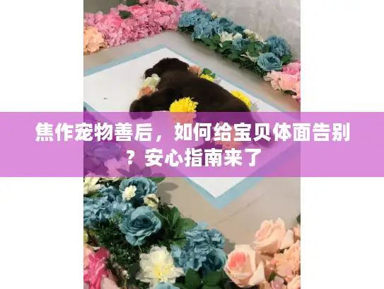 焦作宠物善后，如何给宝贝体面告别？安心指南来了
