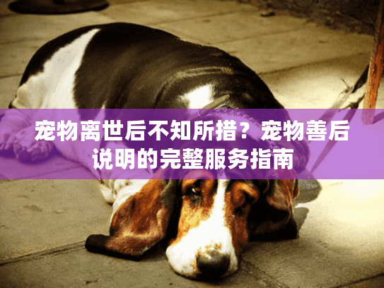 宠物离世后不知所措？宠物善后说明的完整服务指南