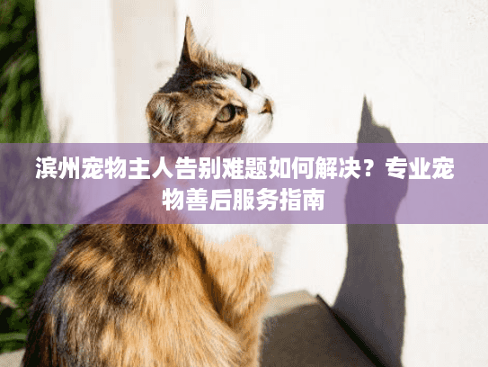 滨州宠物主人告别难题如何解决？专业宠物善后服务指南