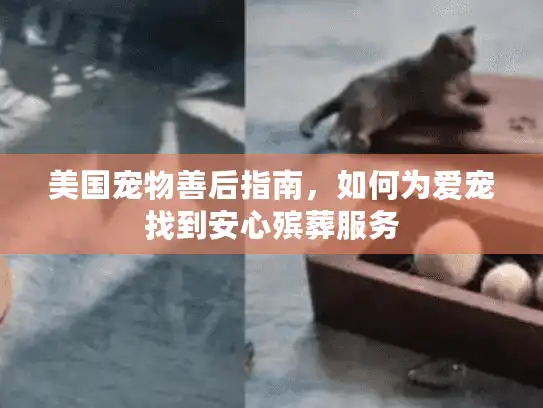 美国宠物善后指南,如何为爱宠找到安心殡葬服务 美国宠物善后指南,如何为爱宠找到安心殡葬服务