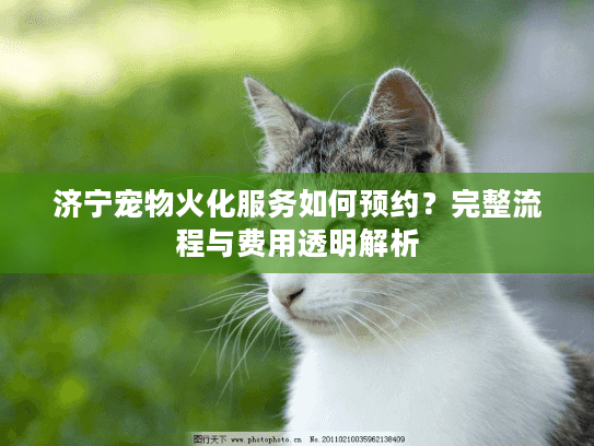 济宁宠物火化服务如何预约？完整流程与费用透明解析