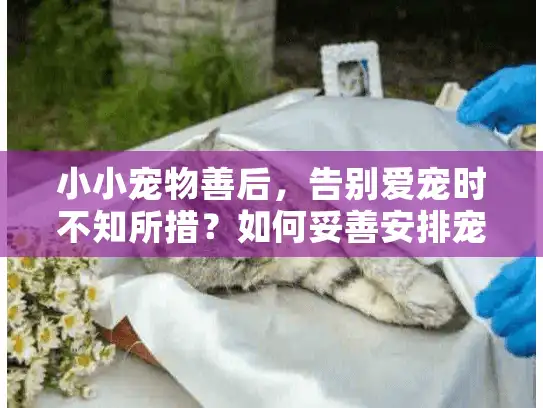 小小宠物善后,告别爱宠时不知所措?如何妥善安排宠物葬礼 小小宠物善后,告别爱宠时不知所措?如何妥善安排宠物葬礼