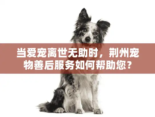 当爱宠离世无助时,荆州宠物善后服务如何帮助您? 当爱宠离世无助时,荆州宠物善后服务如何帮助您?