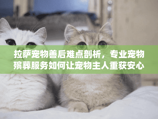 拉萨宠物善后难点剖析，专业宠物殡葬服务如何让宠物主人重获安心