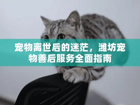 宠物离世后的迷茫，潍坊宠物善后服务全面指南