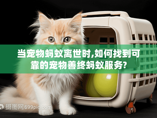 当宠物蚂蚁离世时,如何找到可靠的宠物善终蚂蚁服务?