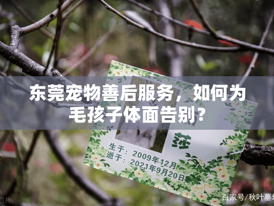 东莞宠物善后服务，如何为毛孩子体面告别？