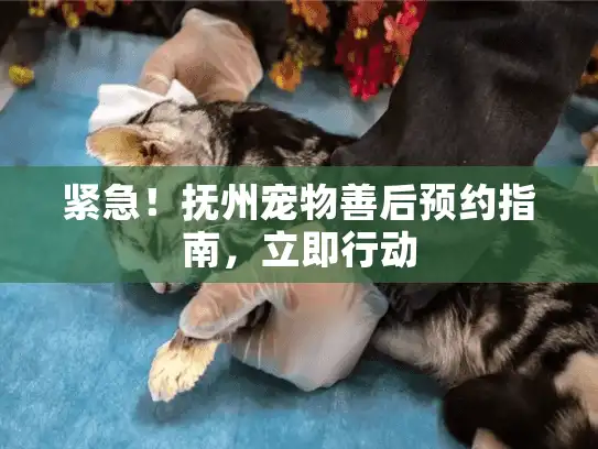 紧急!抚州宠物善后预约指南,立即行动 紧急!抚州宠物善后预约指南,立即行动
