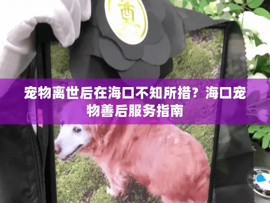 宠物离世后在海口不知所措？海口宠物善后服务指南
