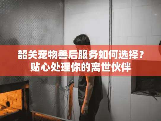 韶关宠物善后服务如何选择？贴心处理你的离世伙伴