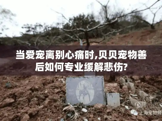 当爱宠离别心痛时,贝贝宠物善后如何专业缓解悲伤?