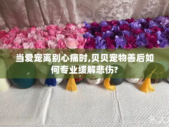 当爱宠离别心痛时,贝贝宠物善后如何专业缓解悲伤?
