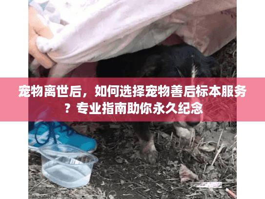 宠物离世后，如何选择宠物善后标本服务？专业指南助你永久纪念