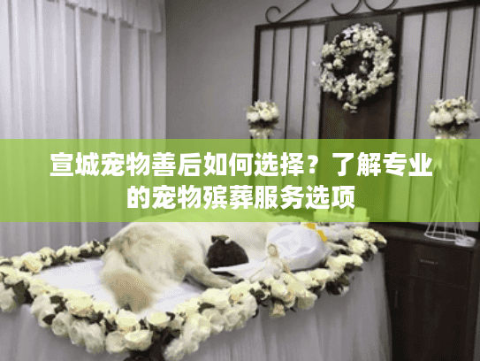 宣城宠物善后如何选择？了解专业的宠物殡葬服务选项