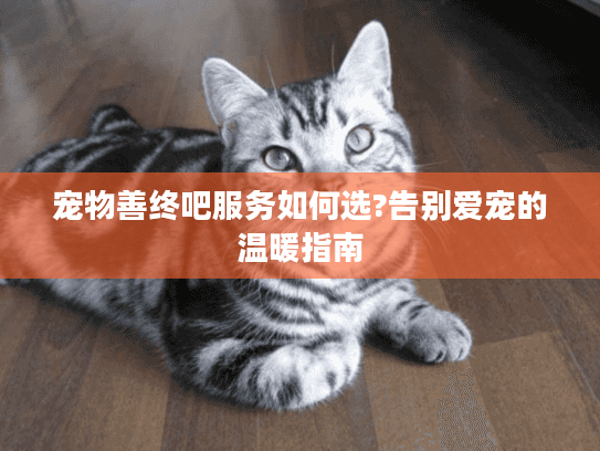 宠物善终吧服务如何选?告别爱宠的温暖指南