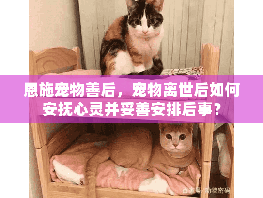 恩施宠物善后，宠物离世后如何安抚心灵并妥善安排后事？