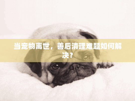 当宠物离世，善后清理难题如何解决？