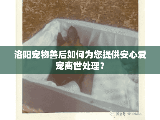 洛阳宠物善后如何为您提供安心爱宠离世处理？