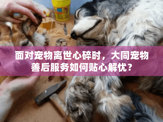 面对宠物离世心碎时，大同宠物善后服务如何贴心解忧？