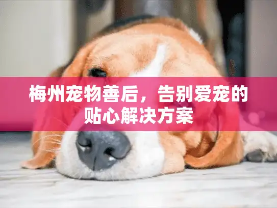 梅州宠物善后，告别爱宠的贴心解决方案