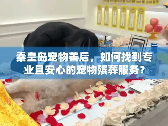 秦皇岛宠物善后，如何找到专业且安心的宠物殡葬服务？