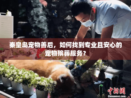 秦皇岛宠物善后，如何找到专业且安心的宠物殡葬服务？
