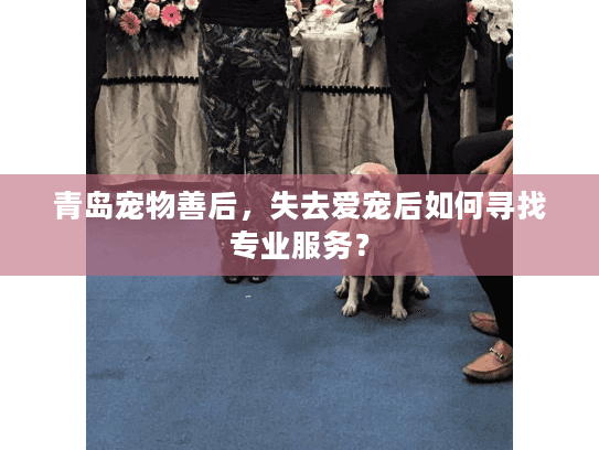 青岛宠物善后，失去爱宠后如何寻找专业服务？