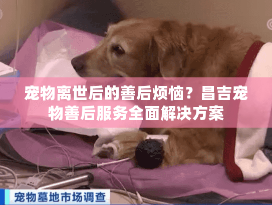 宠物离世后的善后烦恼?昌吉宠物善后服务全面解决方案 宠物离世后的善后烦恼?昌吉宠物善后服务全面解决方案