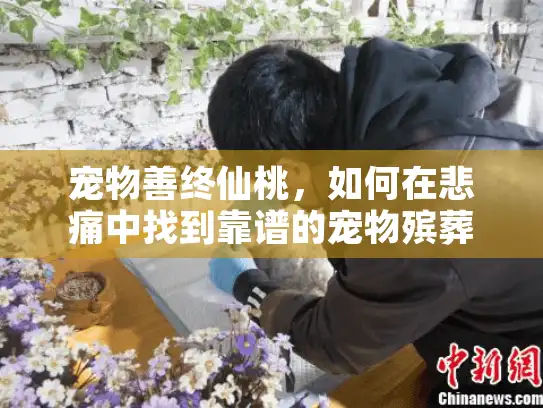 宠物善终仙桃，如何在悲痛中找到靠谱的宠物殡葬服务？