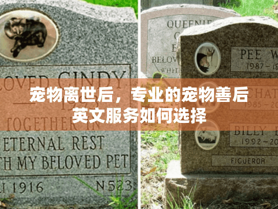 宠物离世后，专业的宠物善后英文服务如何选择