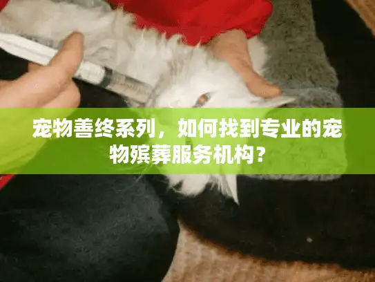 宠物善终系列，如何找到专业的宠物殡葬服务机构？