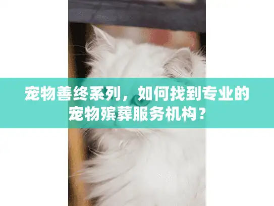 宠物善终系列，如何找到专业的宠物殡葬服务机构？