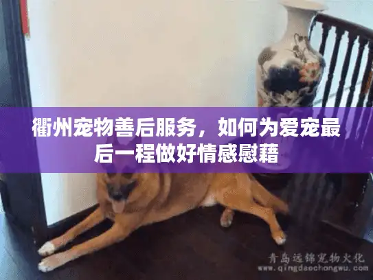 衢州宠物善后服务，如何为爱宠最后一程做好情感慰藉