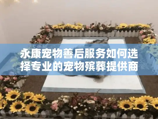 永康宠物善后服务如何选择专业的宠物殡葬提供商？